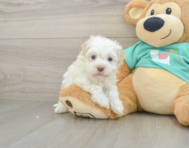 7 week old Havanese Puppy For Sale - Lone Star Pups