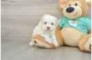 Smart Havanezer Purebred Puppy