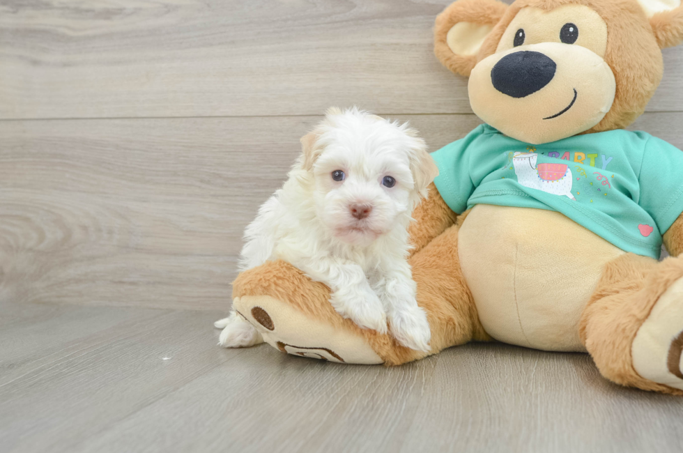 5 week old Havanese Puppy For Sale - Lone Star Pups