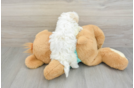 Energetic Bichon Habanero Purebred Puppy