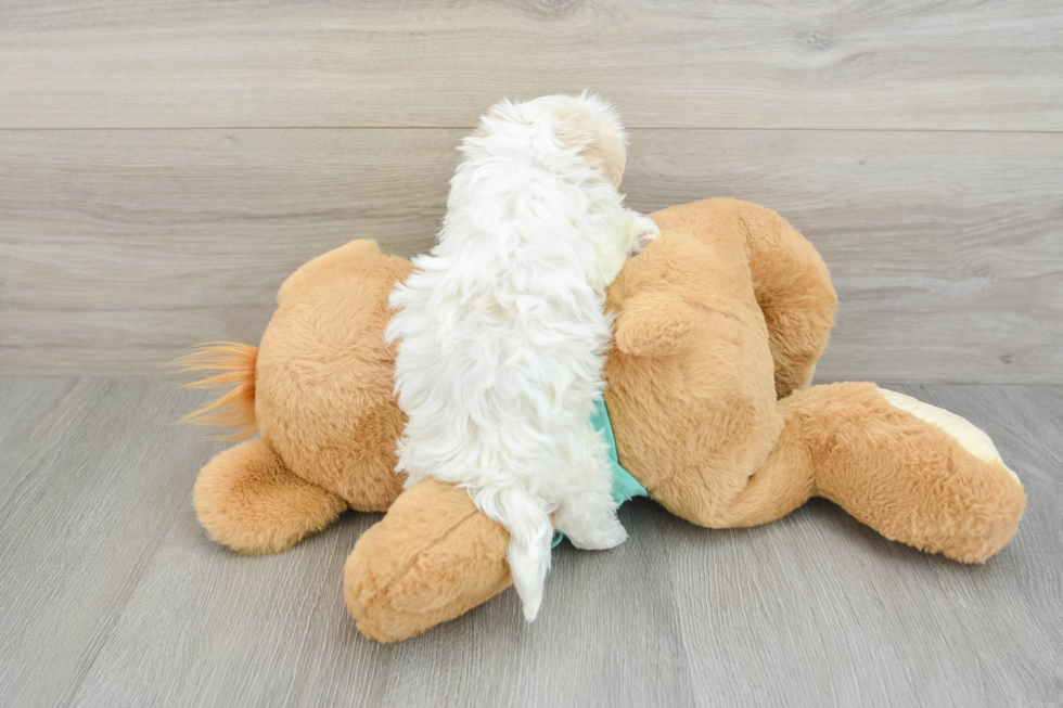 Energetic Bichon Habanero Purebred Puppy