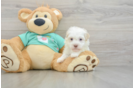Best Havanese Baby
