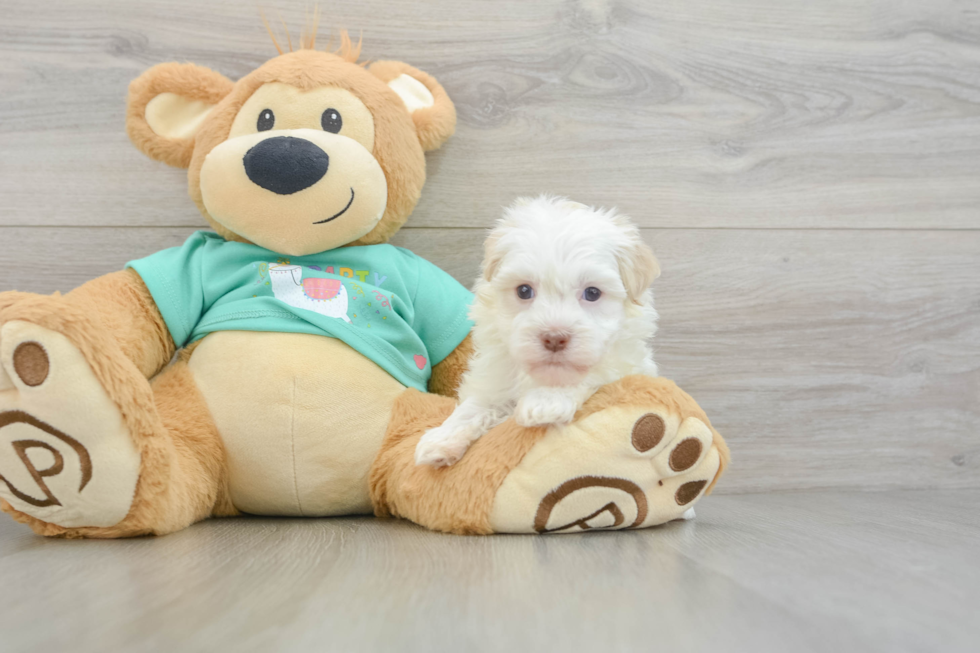 Best Havanese Baby