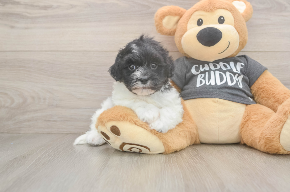 5 week old Havanese Puppy For Sale - Lone Star Pups