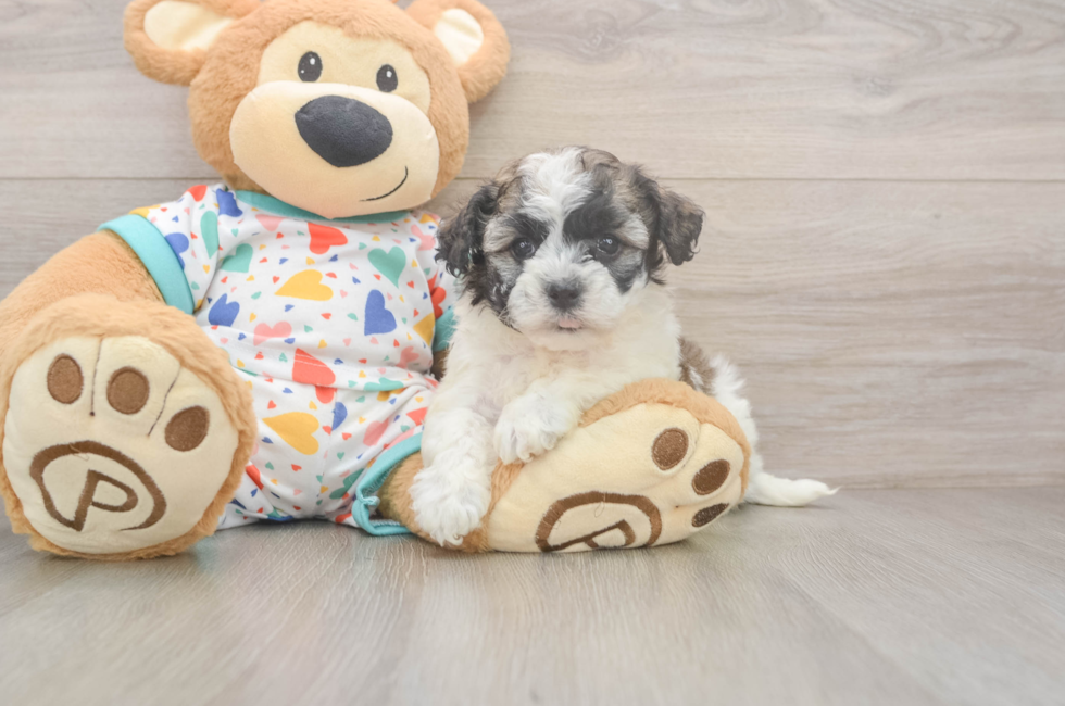 6 week old Havanese Puppy For Sale - Lone Star Pups