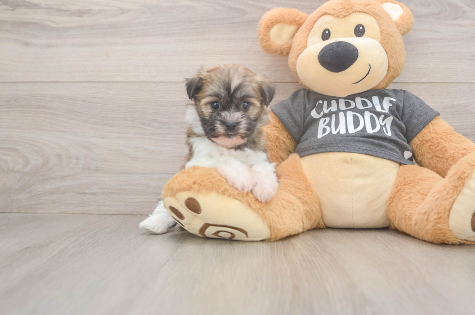 6 week old Havanese Puppy For Sale - Lone Star Pups