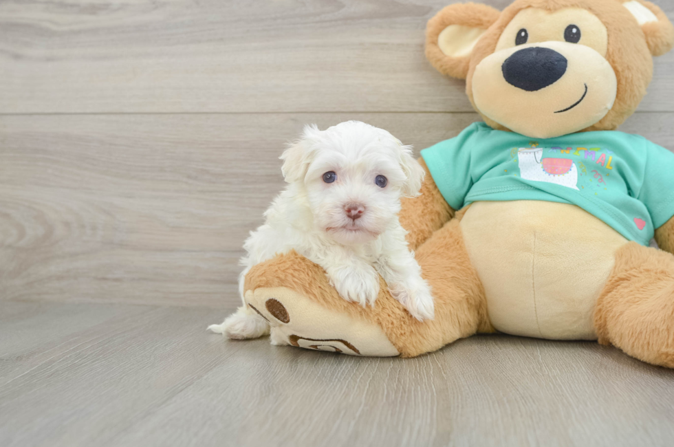 5 week old Havanese Puppy For Sale - Lone Star Pups
