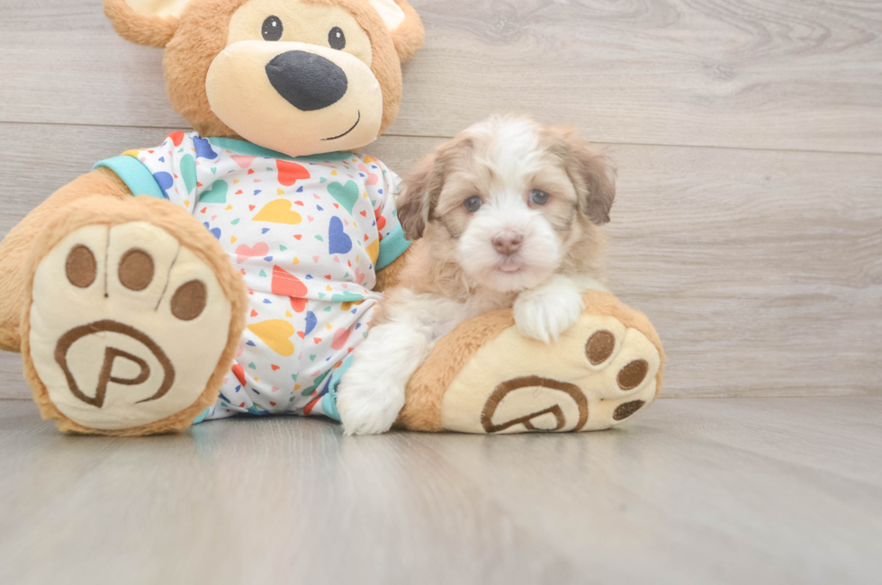 6 week old Havanese Puppy For Sale - Lone Star Pups