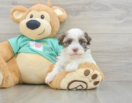 7 week old Havanese Puppy For Sale - Lone Star Pups