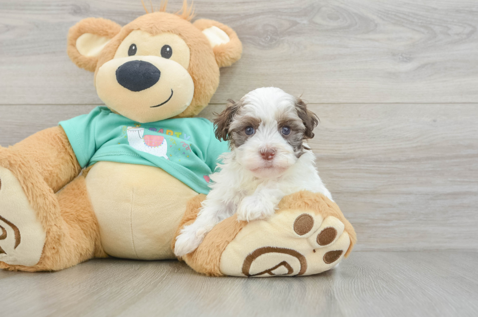 5 week old Havanese Puppy For Sale - Lone Star Pups