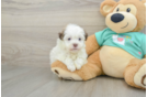 Funny Havanese Purebred Pup