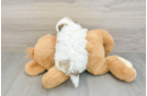 Akc Registered Havanese Purebred Pup