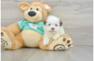 Funny Havanese Purebred Pup