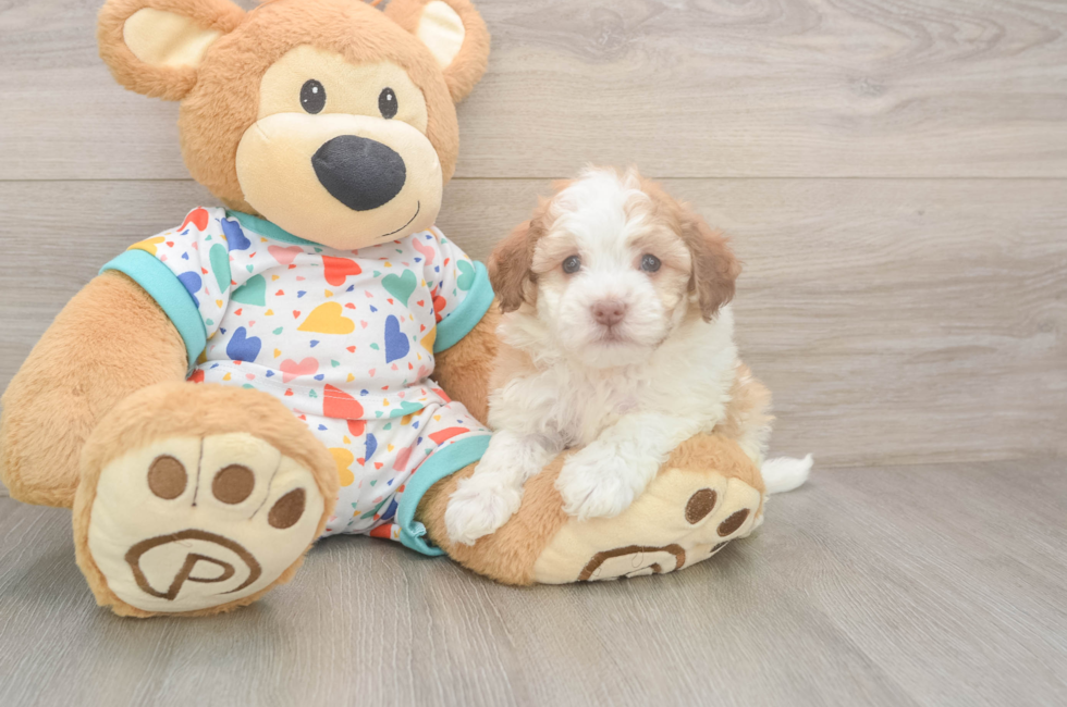 6 week old Havanese Puppy For Sale - Lone Star Pups