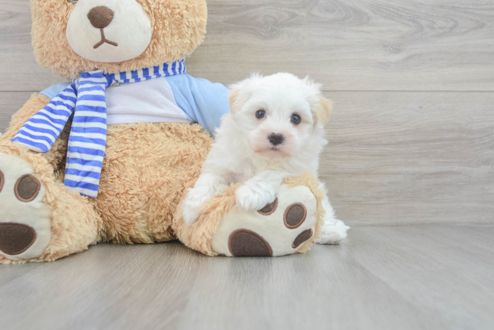 Adorable Havanese Purebred Puppy