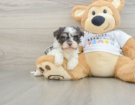 5 week old Havanese Puppy For Sale - Lone Star Pups