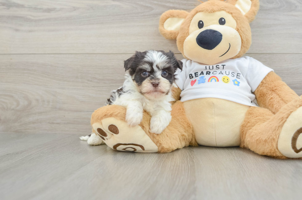 5 week old Havanese Puppy For Sale - Lone Star Pups