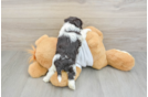 Friendly Havanese Purebred Pup