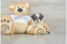 Fluffy Havaneser Purebred Puppy