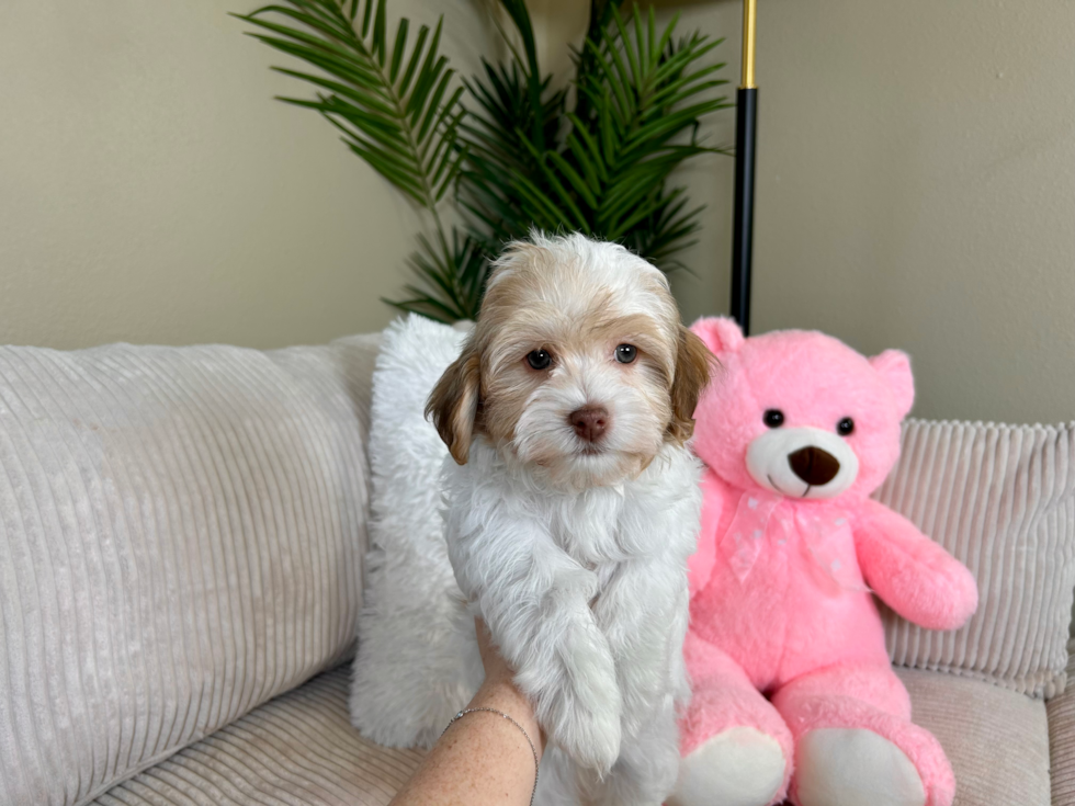 Cute Havanese Purebred Pup