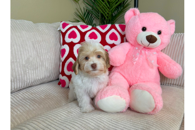 Havanese Puppy for Adoption