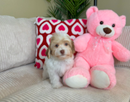 10 week old Havanese Puppy For Sale - Lone Star Pups