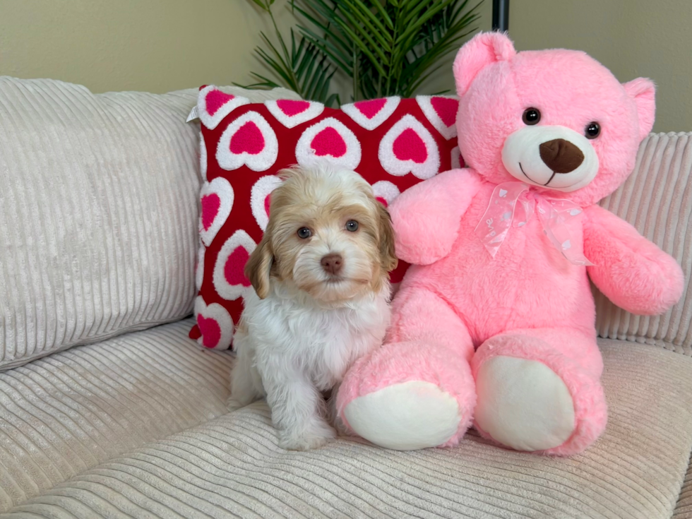 Havanese Puppy for Adoption