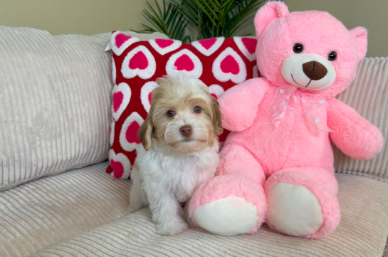 Havanese Puppy for Adoption
