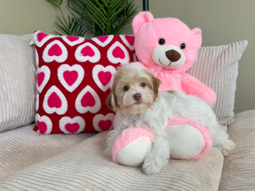 Havanese Puppy for Adoption