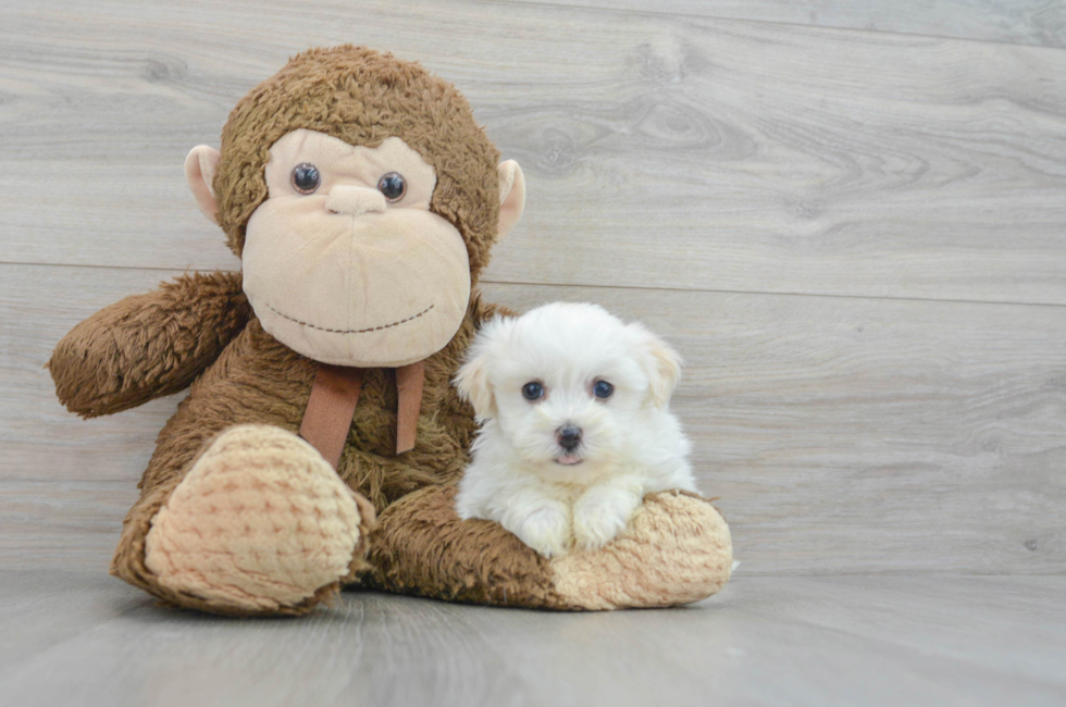 6 week old Havanese Puppy For Sale - Lone Star Pups