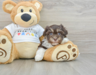 9 week old Havanese Puppy For Sale - Lone Star Pups