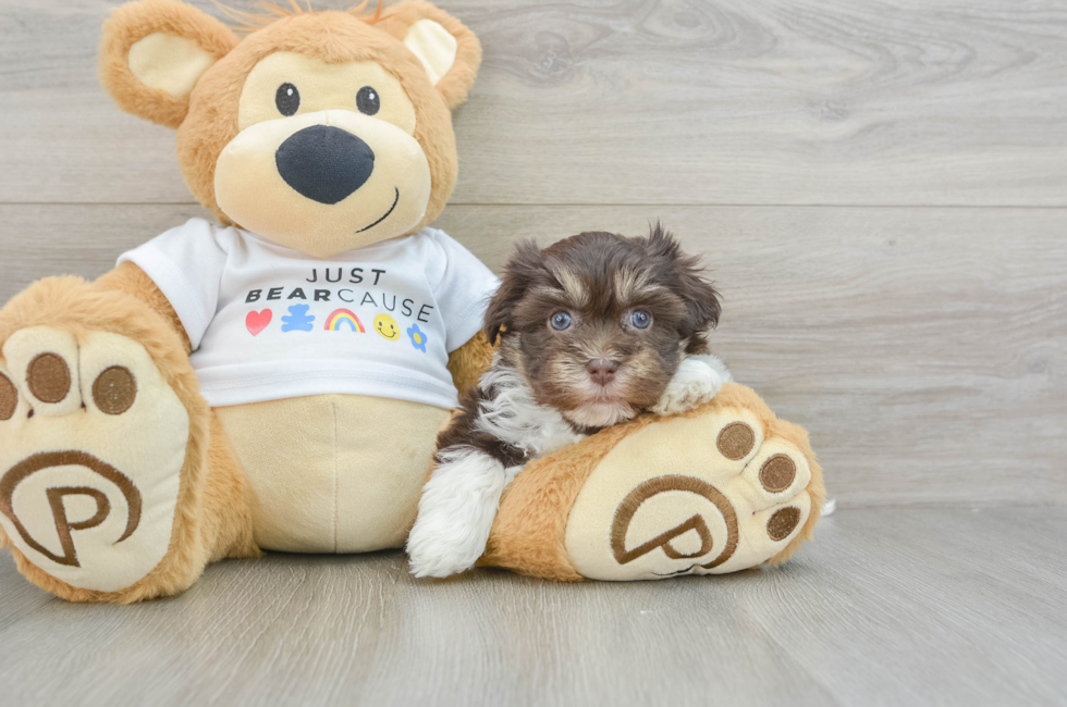 6 week old Havanese Puppy For Sale - Lone Star Pups