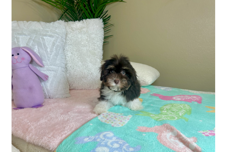 Best Havanese Baby