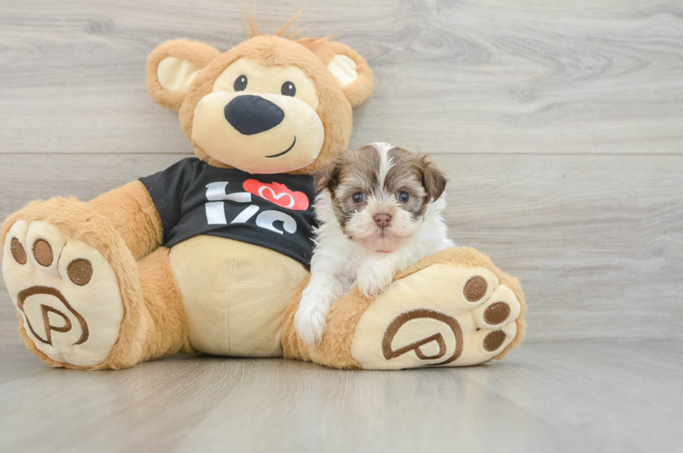 5 week old Havanese Puppy For Sale - Lone Star Pups