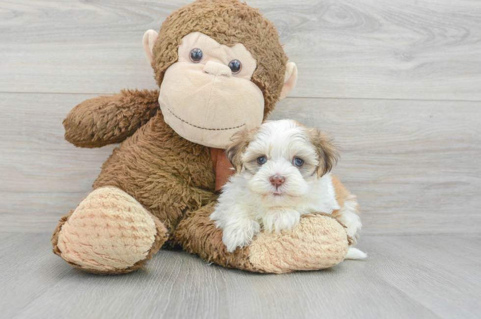 6 week old Havanese Puppy For Sale - Lone Star Pups