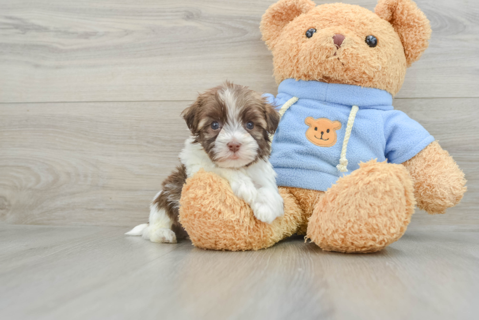 Havanese Pup Being Cute