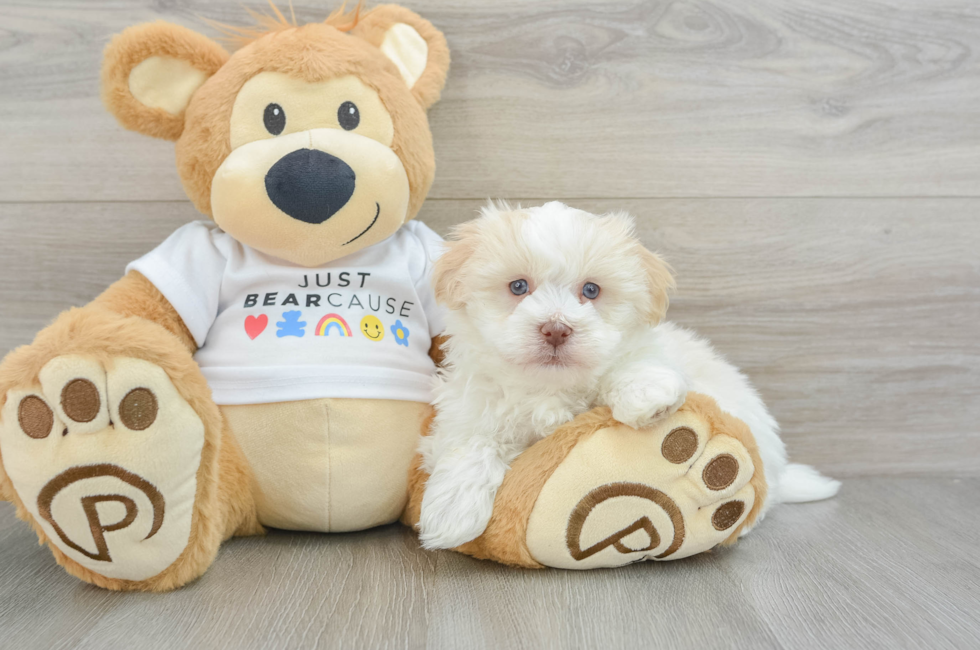 6 week old Havanese Puppy For Sale - Lone Star Pups