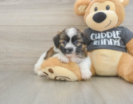5 week old Havanese Puppy For Sale - Lone Star Pups