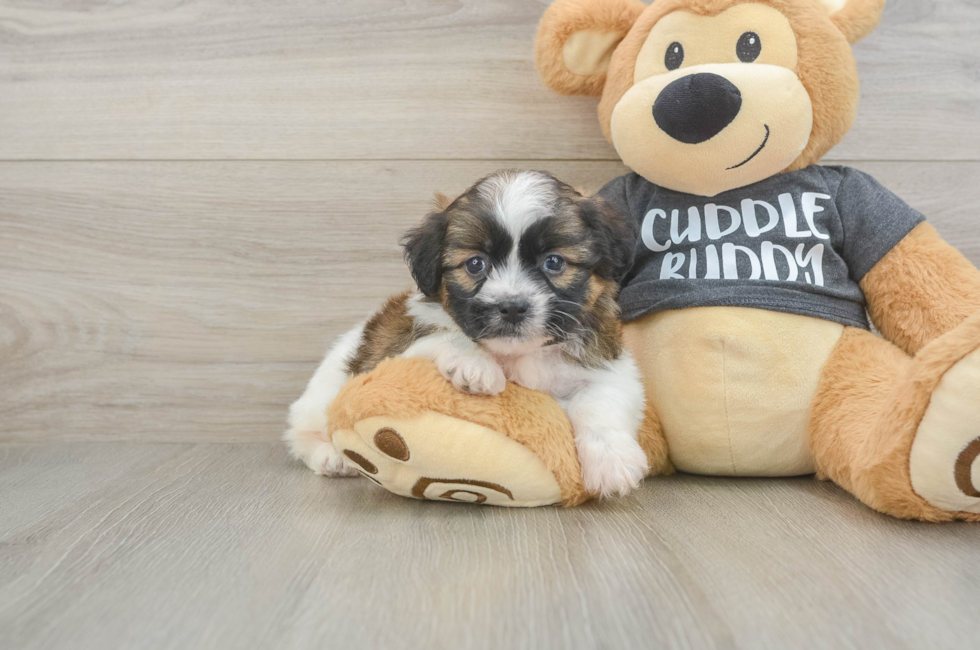 5 week old Havanese Puppy For Sale - Lone Star Pups