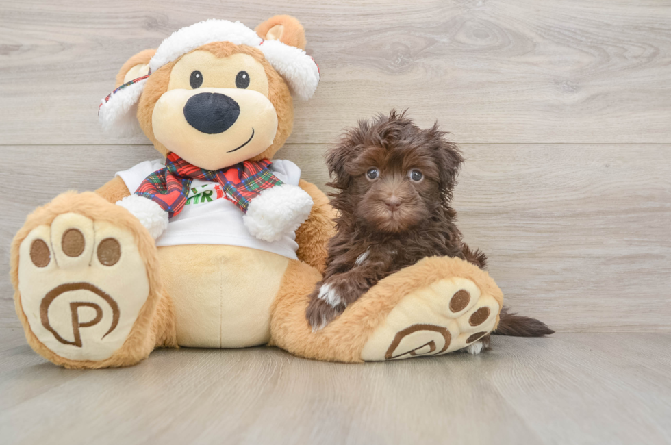 6 week old Havanese Puppy For Sale - Lone Star Pups