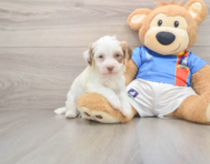 5 week old Havanese Puppy For Sale - Lone Star Pups