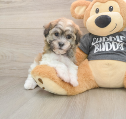 6 week old Havanese Puppy For Sale - Lone Star Pups