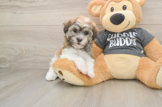 Little Havanese Purebred Pup