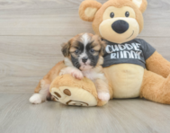 5 week old Havanese Puppy For Sale - Lone Star Pups