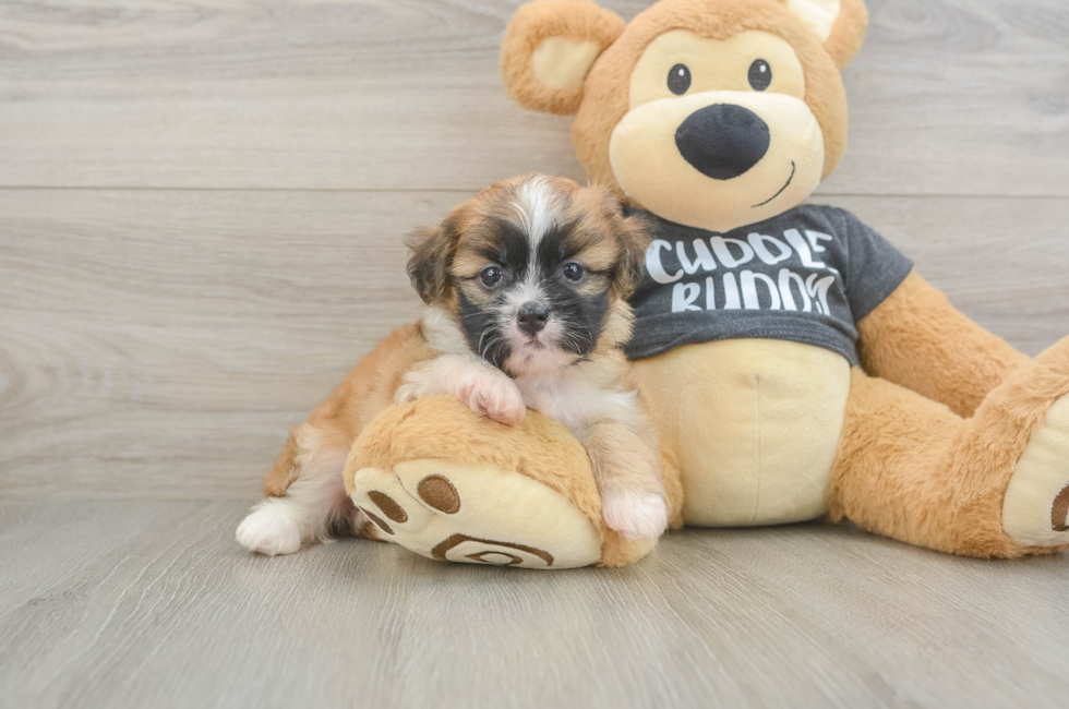 5 week old Havanese Puppy For Sale - Lone Star Pups