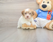 6 week old Havanese Puppy For Sale - Lone Star Pups