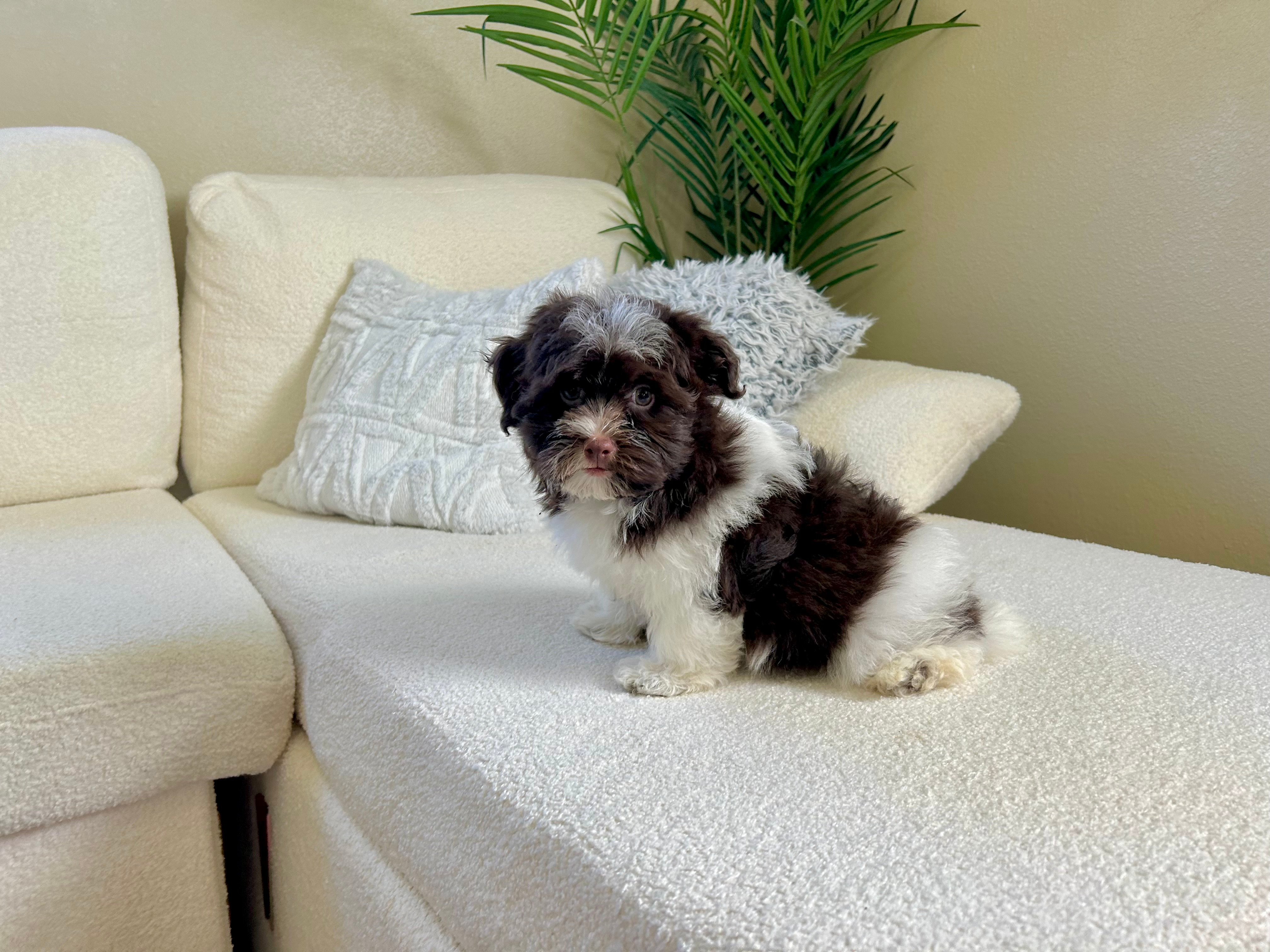 Best Havanese Baby