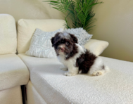 10 week old Havanese Puppy For Sale - Lone Star Pups