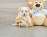 5 week old Havanese Puppy For Sale - Lone Star Pups