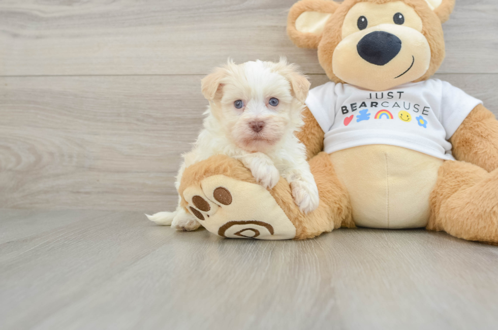 5 week old Havanese Puppy For Sale - Lone Star Pups